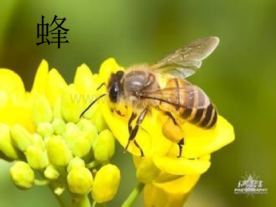 古诗诵读蜂.pptx_第1页