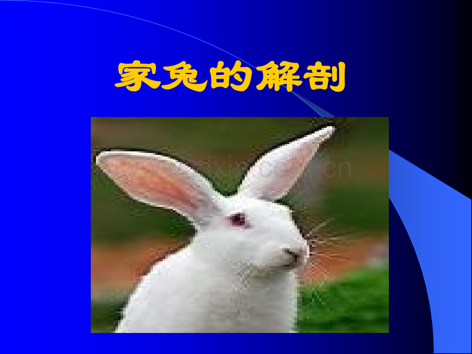 家兔解剖.pptx_第1页