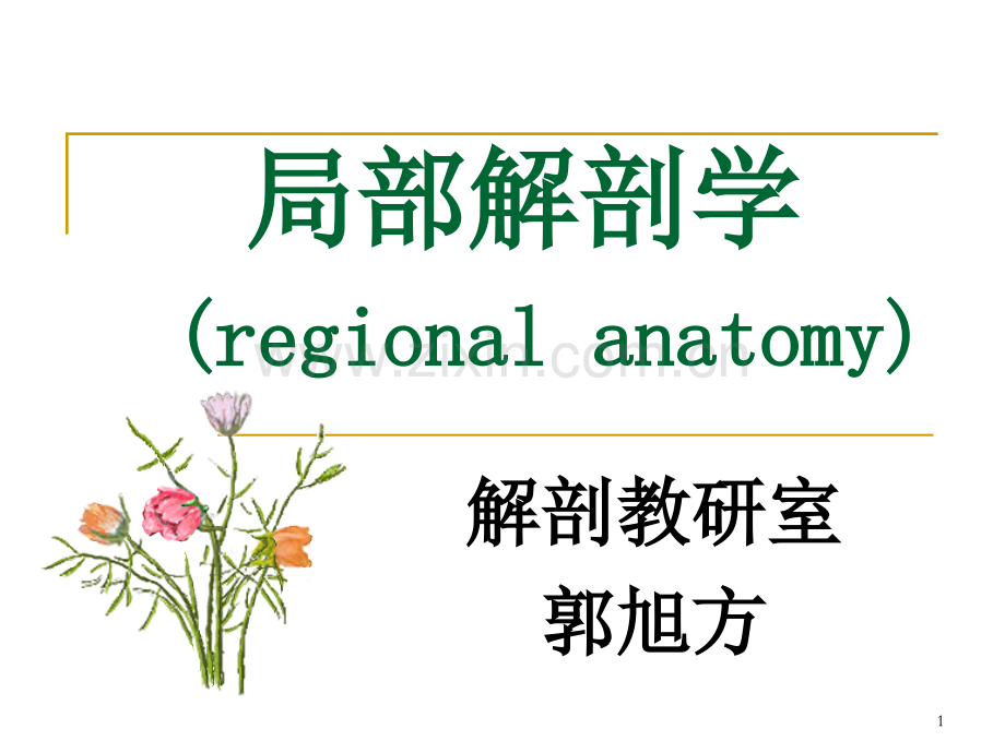 收肌管臀部.pptx_第1页