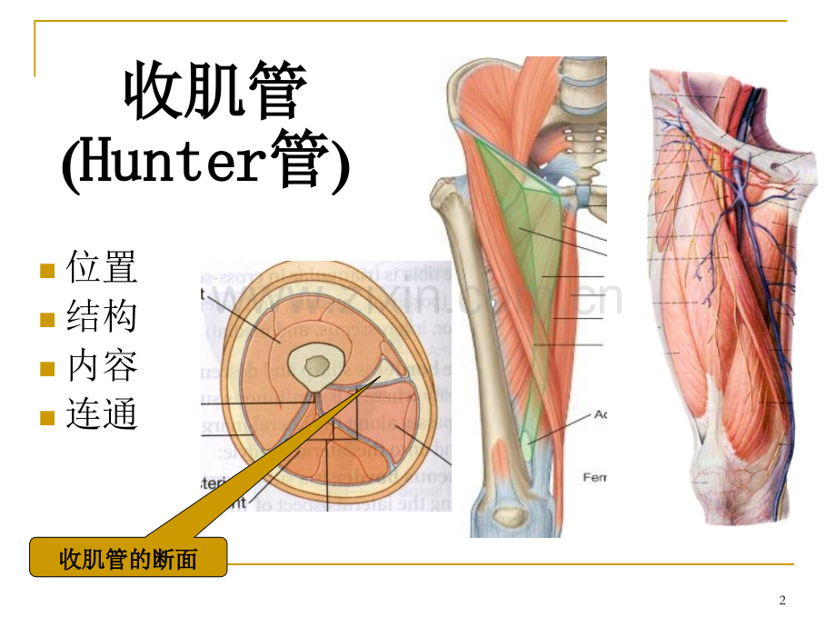 收肌管臀部.pptx_第2页