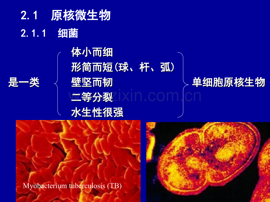 微生物形态.pptx_第2页