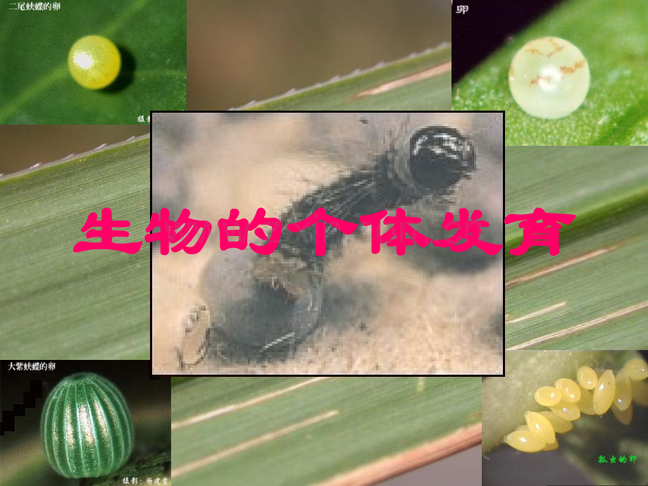 初中生物被子植物个体发育.pptx_第1页