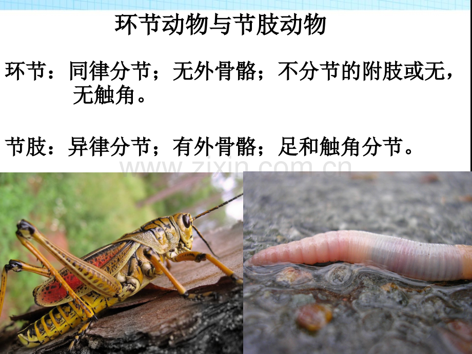 动物与人类生活的关系4重要.pptx_第1页