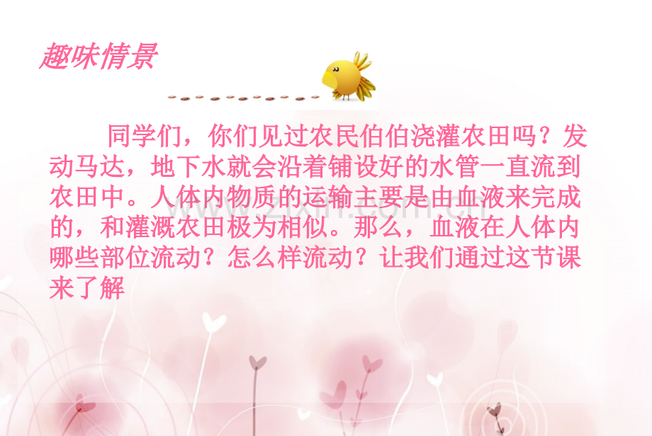 七年级冀教版生物——物质运输的器官血管.pptx_第1页