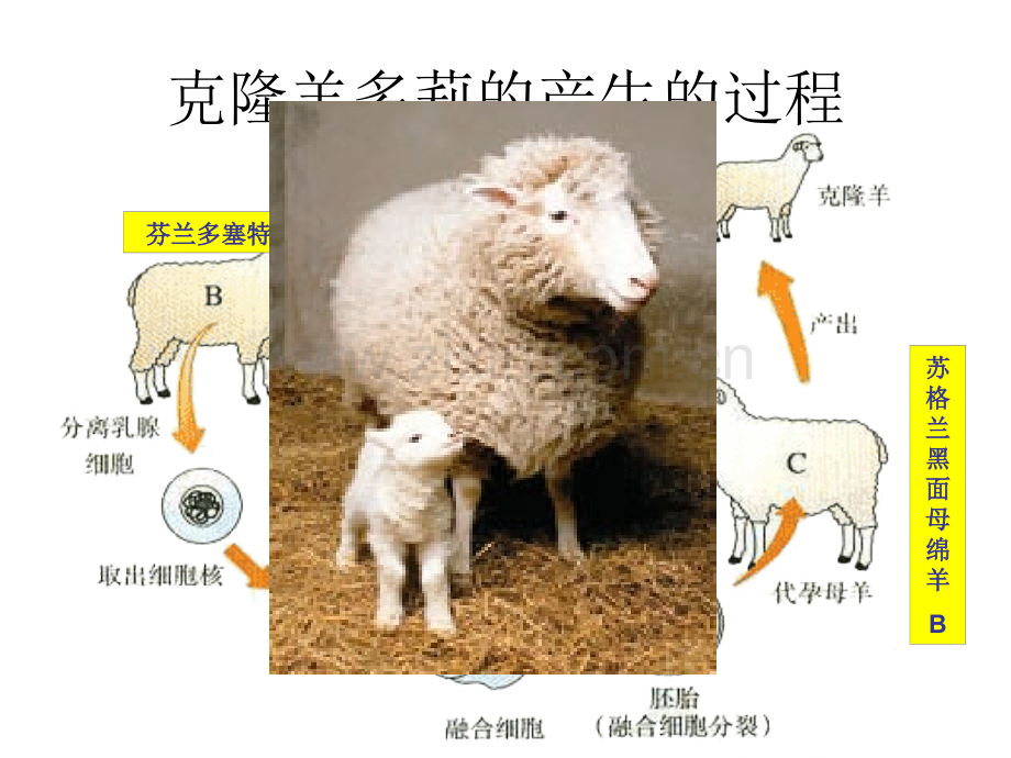 克隆羊多莉的产生的过程.pptx_第1页