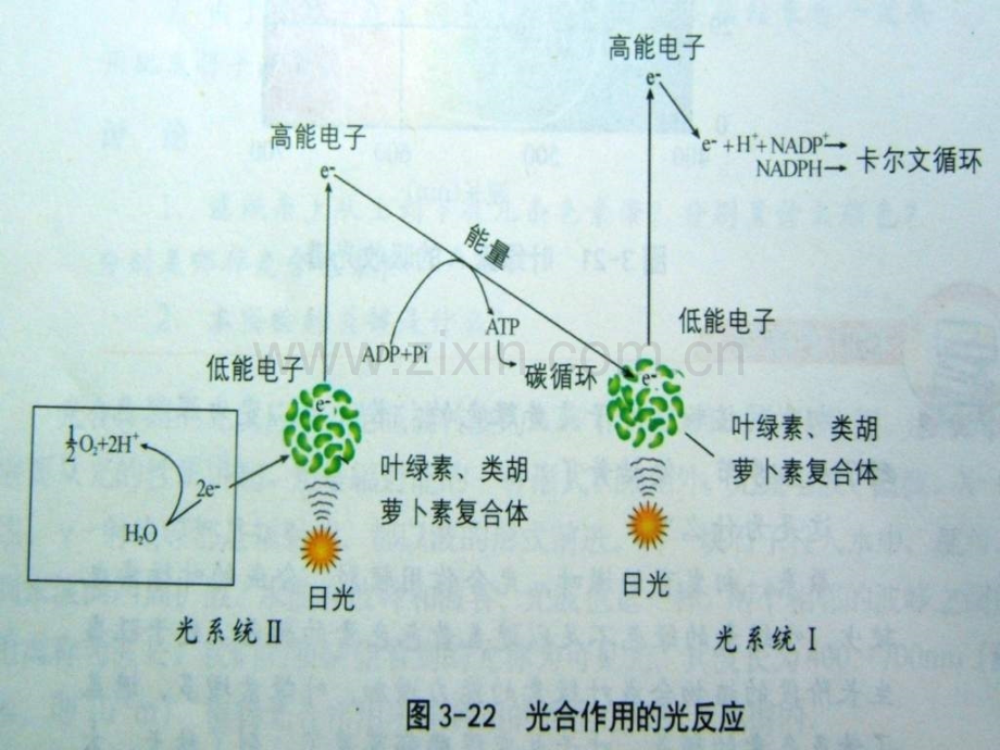 光反应与碳反应.pptx_第1页