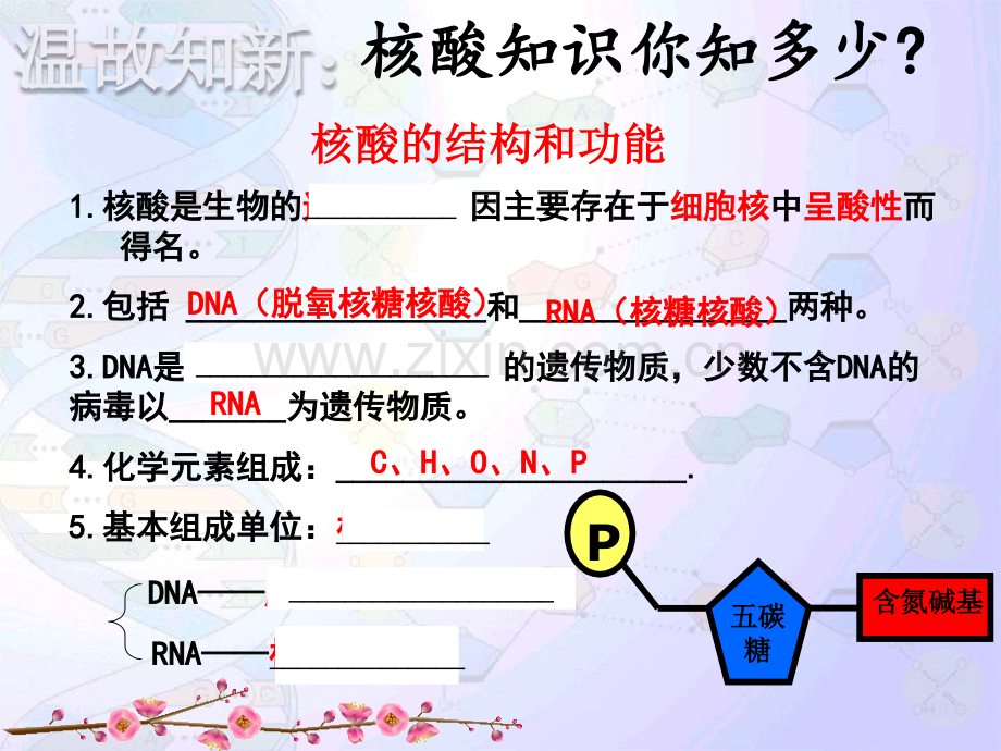 DNA分子结构与复制汇报课-PPT课件.pptx_第2页