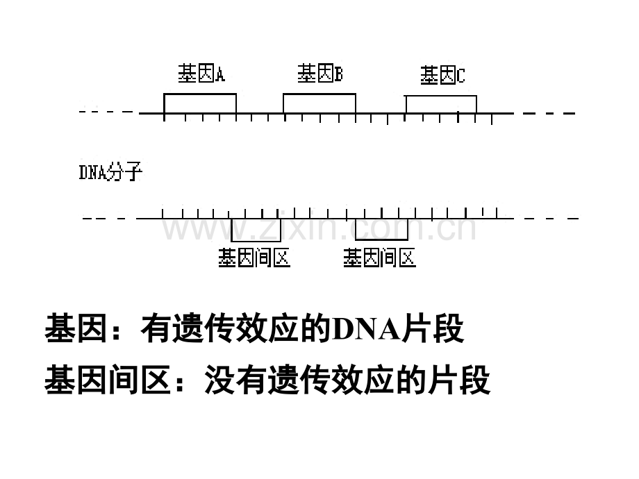 41基因知道蛋白质的合成.pptx_第2页