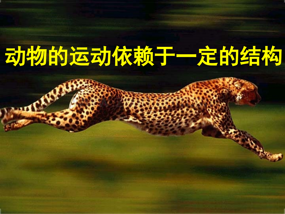 八上动物的运动依赖于一定的结构.pptx_第1页