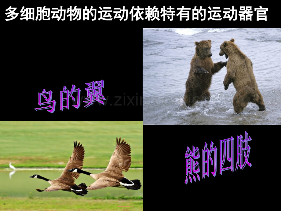 八上动物的运动依赖于一定的结构.pptx_第2页