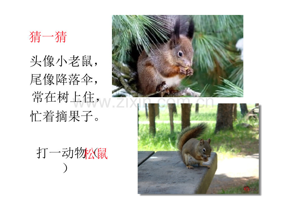 人教版小学一年级语文下册松鼠和松果课件.pptx_第1页