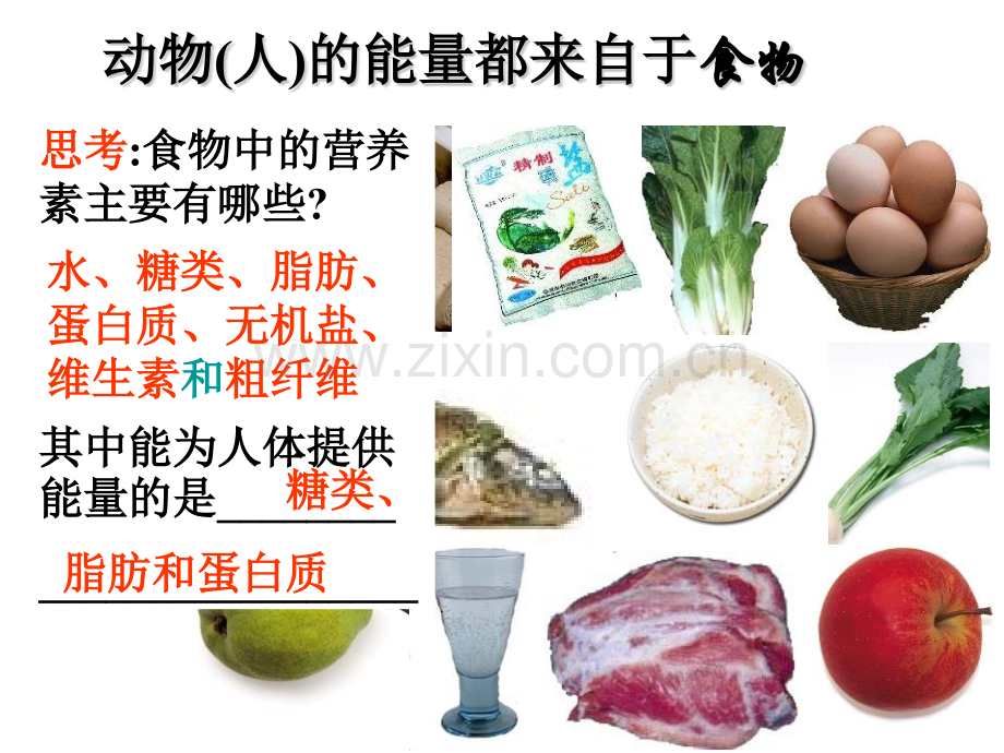 41动物的食物和摄食.pptx_第2页