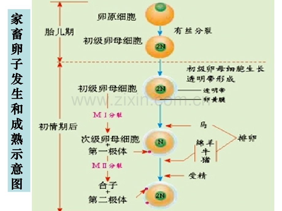 体内受精和早期胚胎发育习题用.pptx_第1页