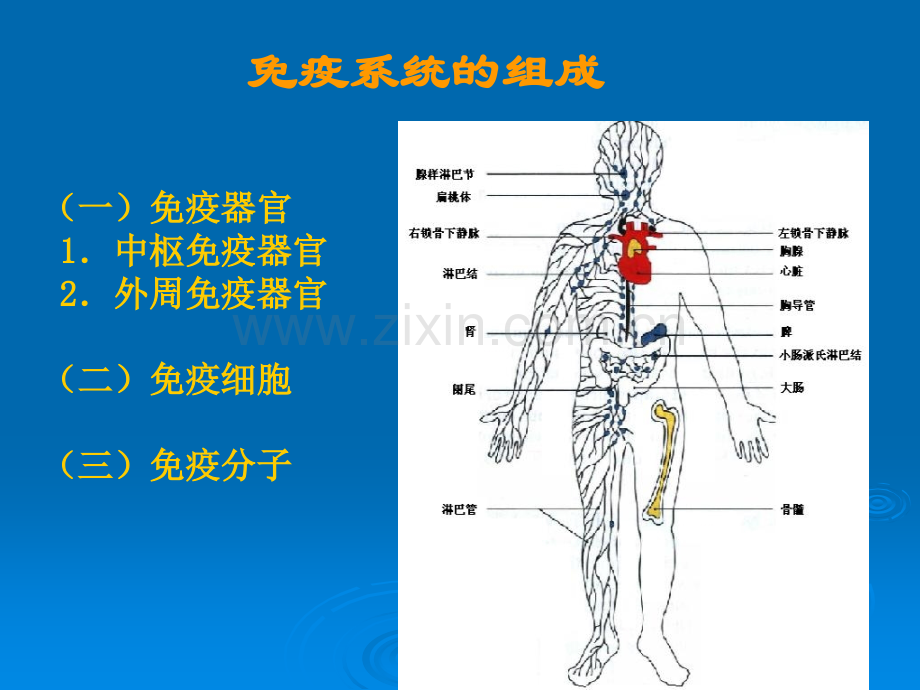 免疫器官.pptx_第2页