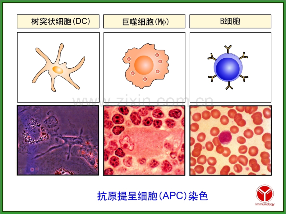 APC与抗原的处理及递呈.pptx_第2页