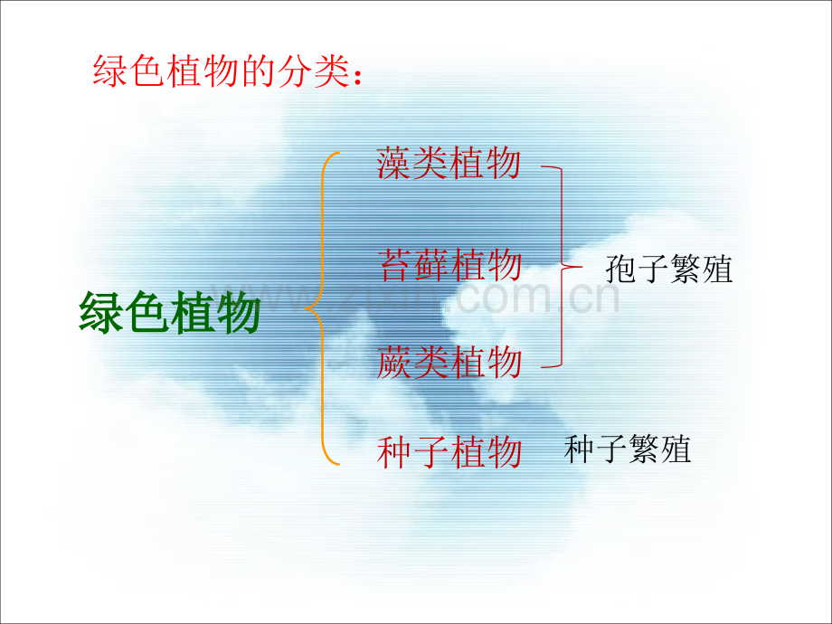 种子植物.pptx_第1页