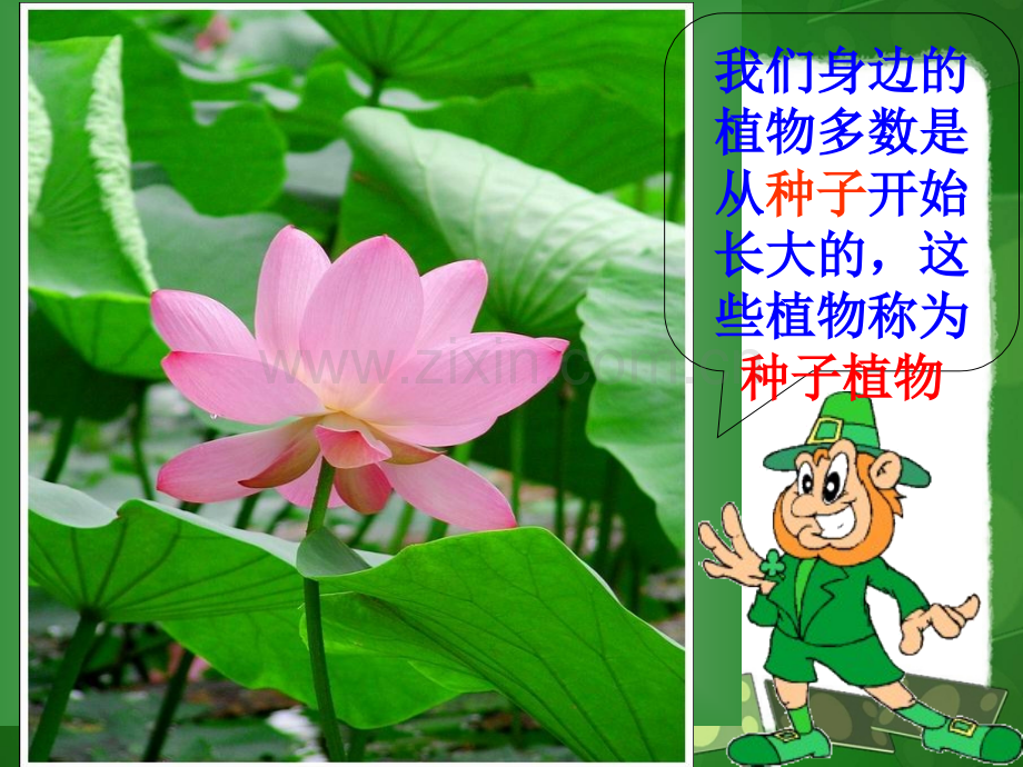 种子植物.pptx_第2页