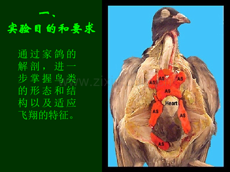 6家鸽的形态与结构.pptx_第2页
