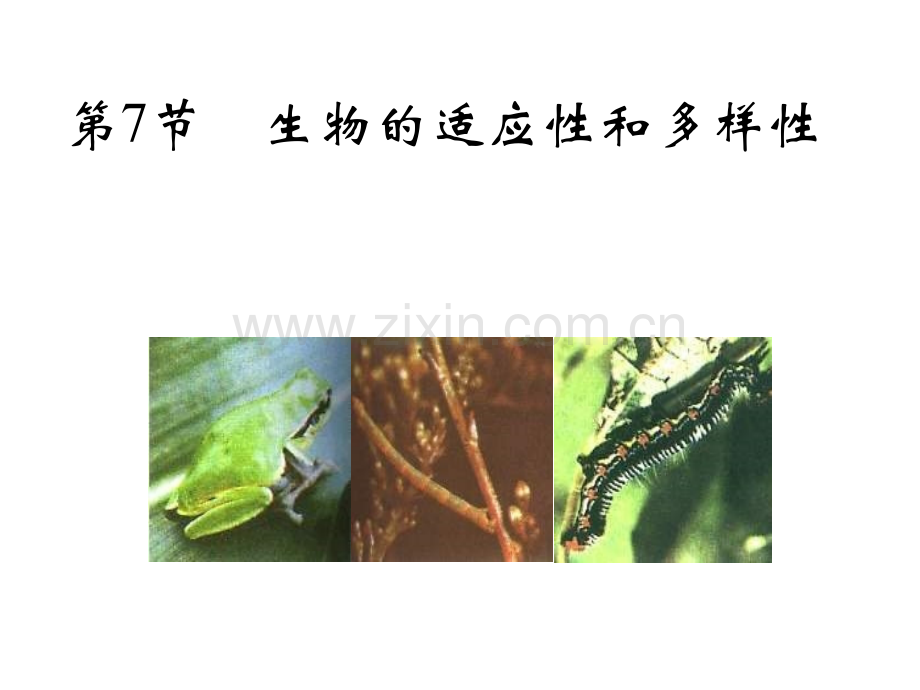 七年级科学生物适应性和多样性8.pptx_第1页