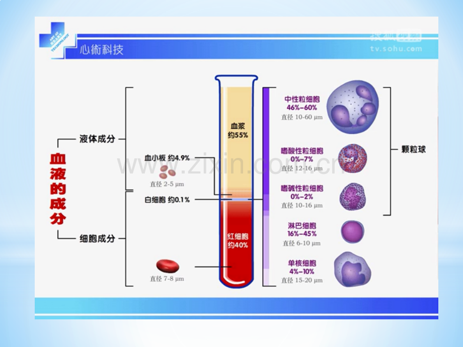 作用于血液与造血系统.pptx_第2页
