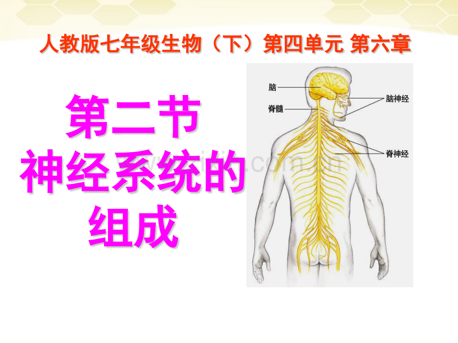 七年级生物下册神经系统的组成课件人教新课标版1.pptx_第1页