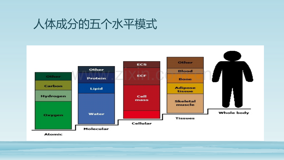 人体成分分析的临床应用.pptx_第2页