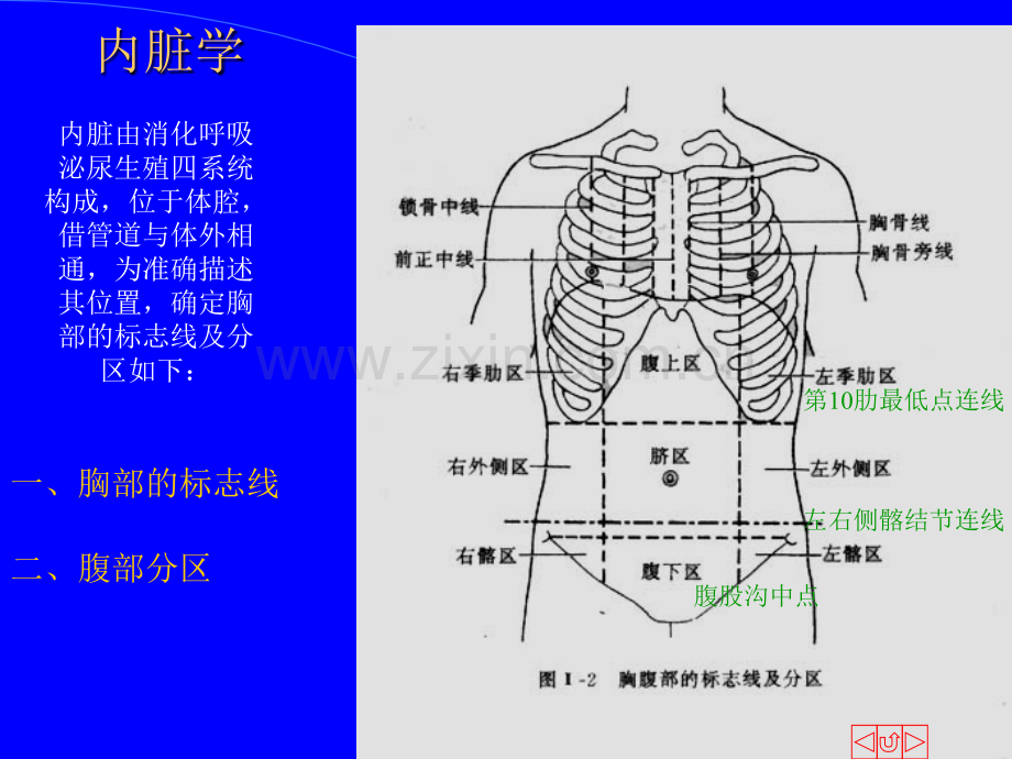人体解剖学4.pptx_第2页