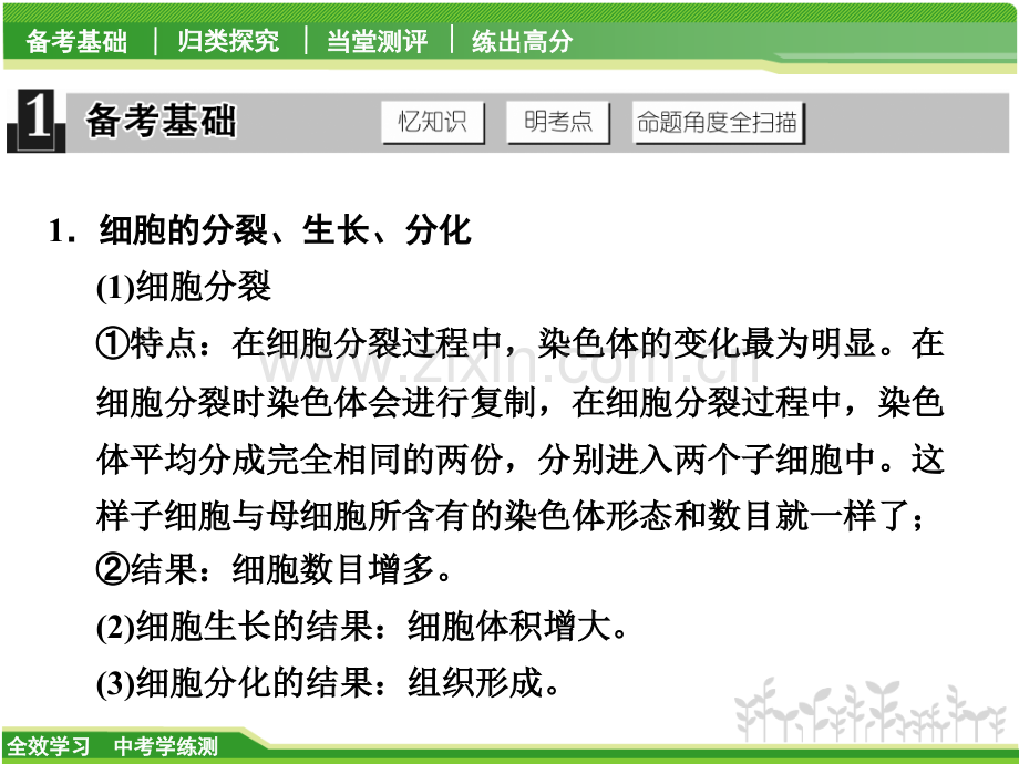 专题提升一-探究生物的结构.pptx_第1页