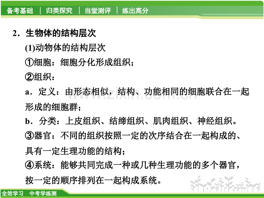 专题提升一-探究生物的结构.pptx_第2页