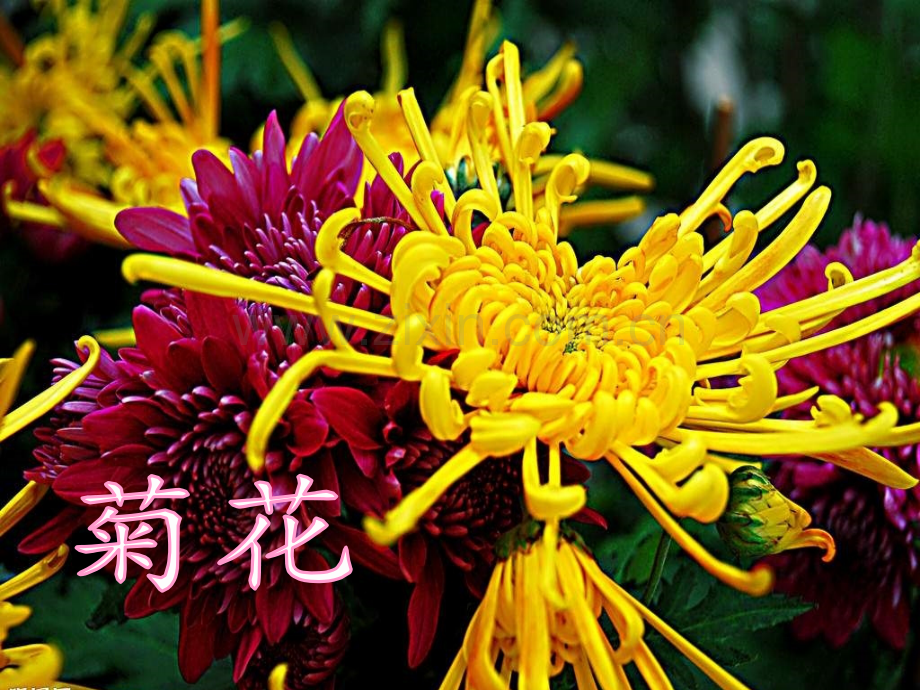 人教版语文二上5一株紫丁香.pptx_第1页