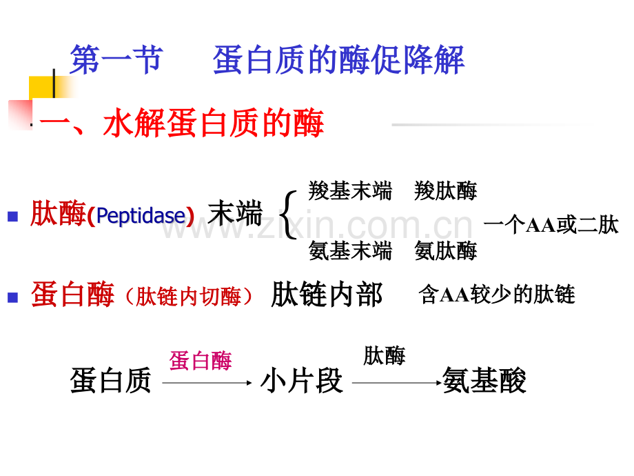 主要含氮化合物的代谢.pptx_第2页