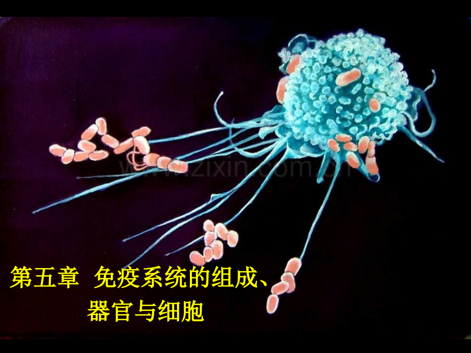 免疫系统的组织器官与细胞.pptx_第1页
