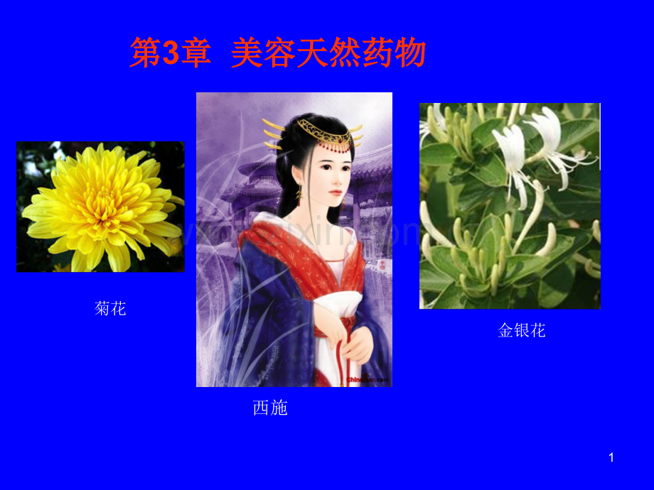 美容概述.pptx_第1页