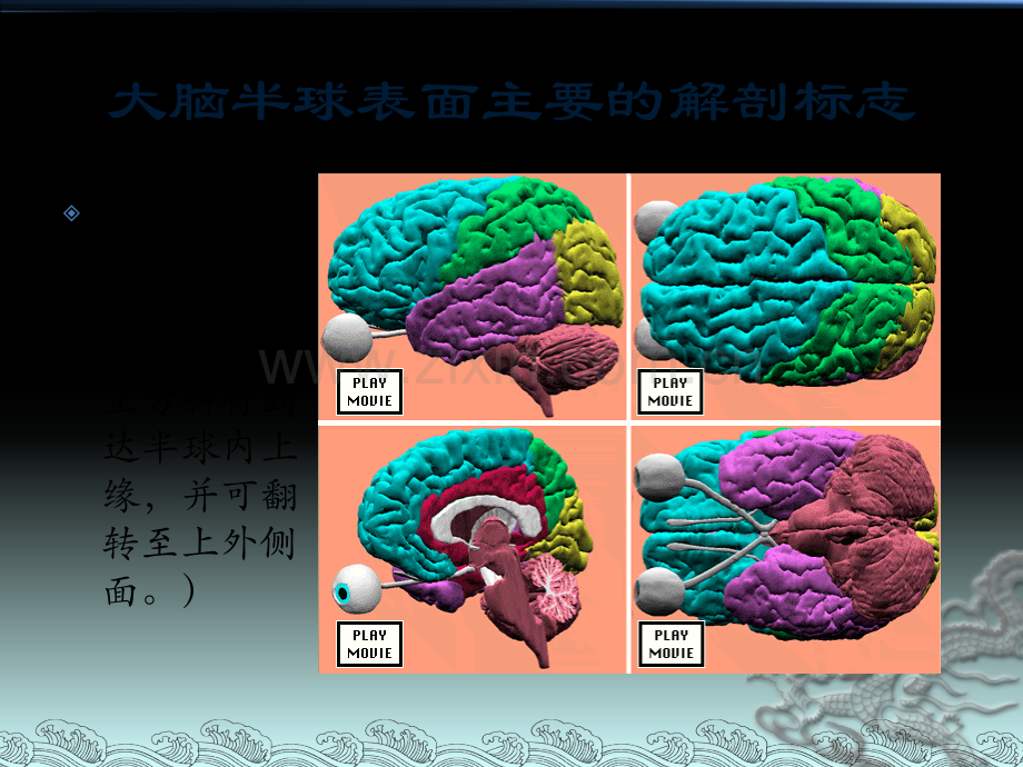 主要脑区的结构.pptx_第2页
