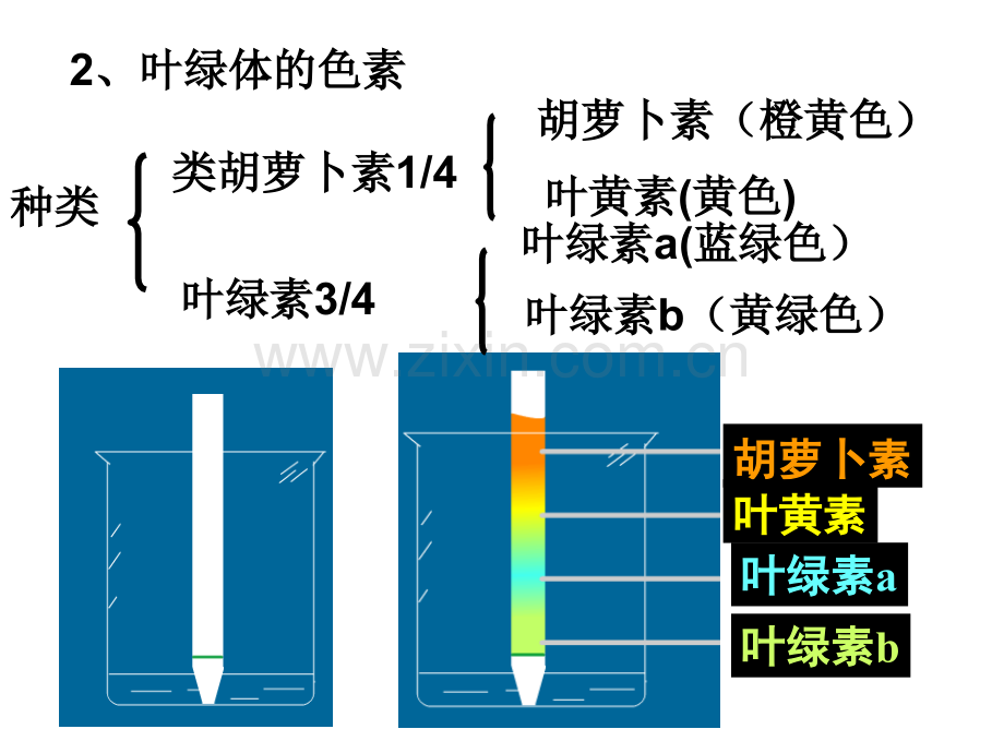 光合作用主要考点.pptx_第2页