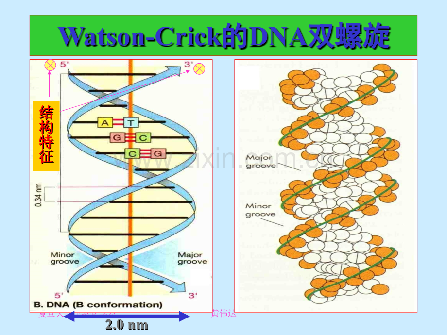 A1核酸化学DNA2004.pptx_第1页