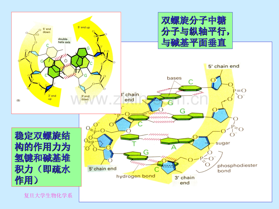 A1核酸化学DNA2004.pptx_第2页