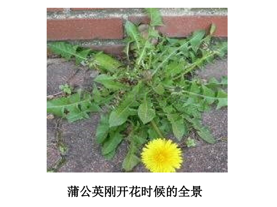 二年级语文蒲公英种子.pptx_第2页