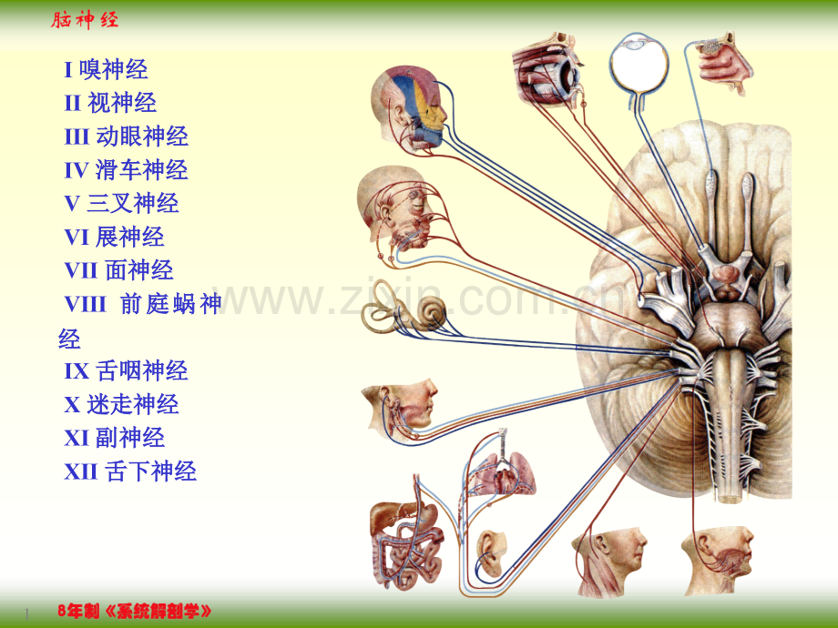F脑神经文档.pptx_第1页