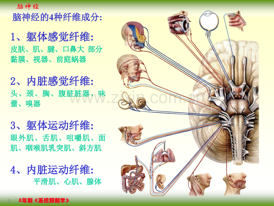 F脑神经文档.pptx_第2页