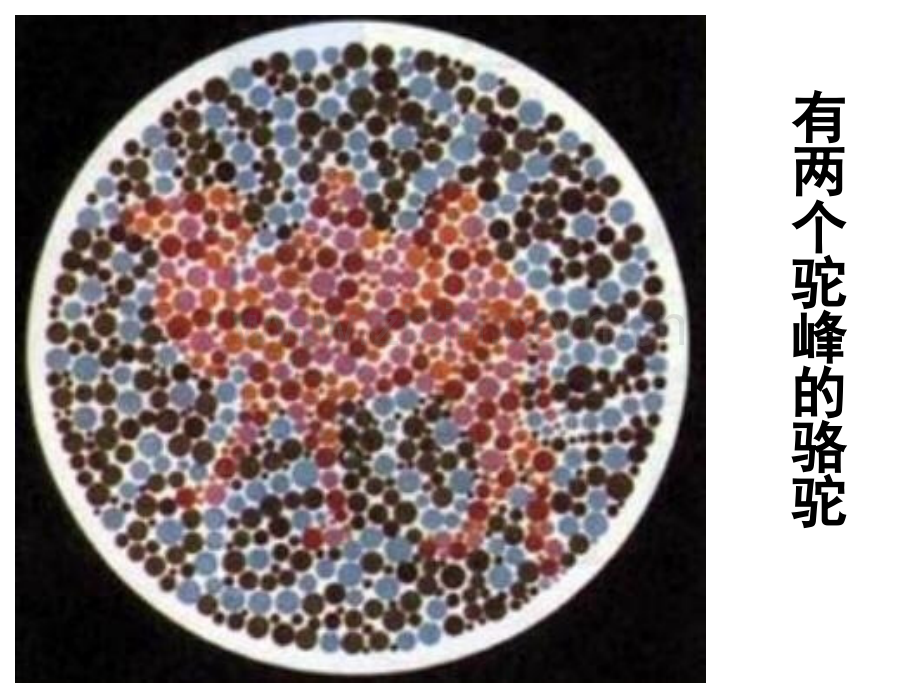 人教版教学贵州省北师大贵阳附中高二生物必修二23伴性遗传.pptx_第1页