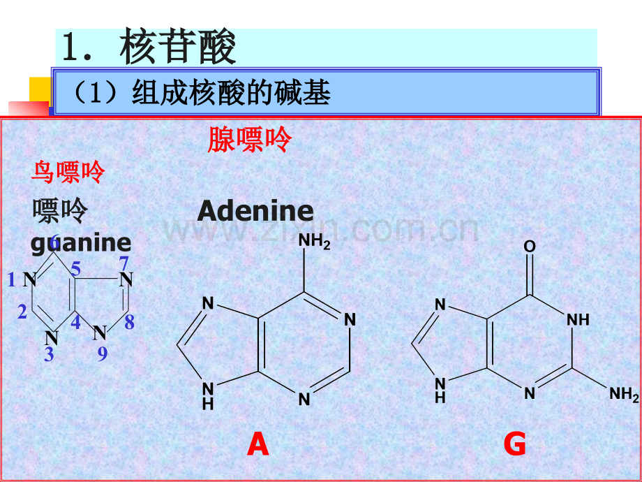 g改核酸的化学组成.pptx_第2页