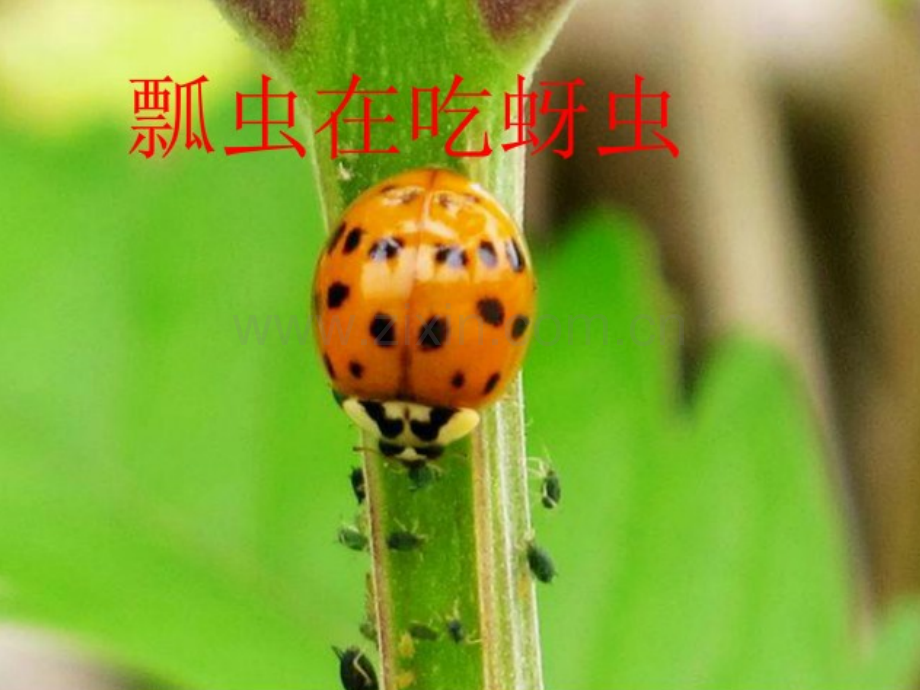 一年级瓢虫的花衣裳课件.pptx_第2页