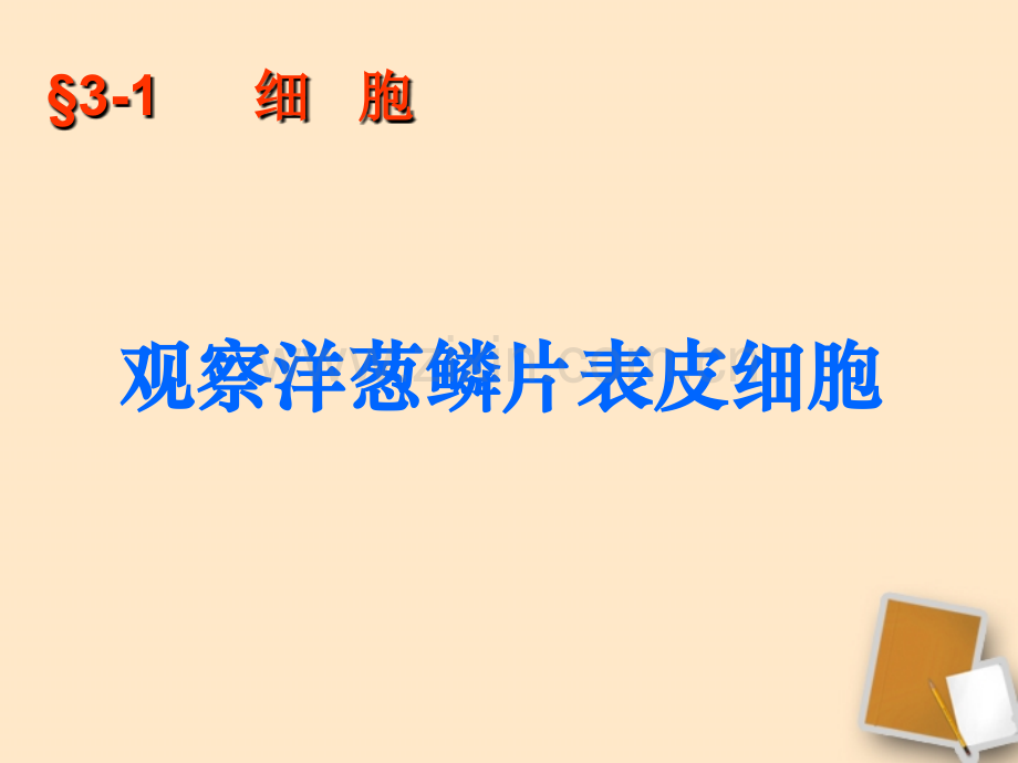 七年级生物上册观察洋葱鳞片表皮细胞北京课改版.pptx_第1页