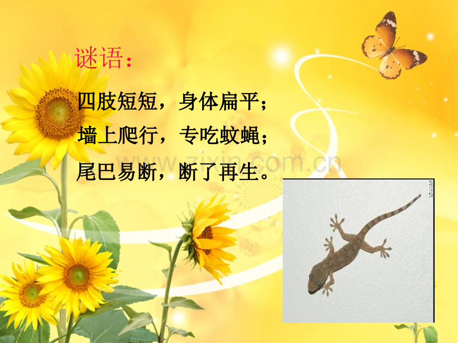 五年级科学上册奇妙的护身术.pptx_第2页