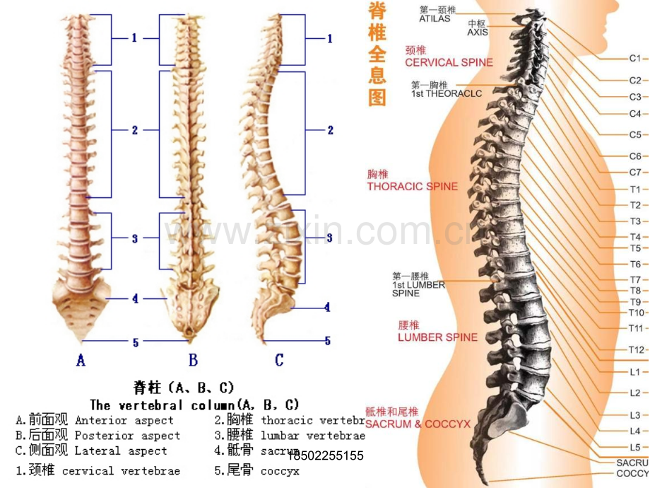 人体脊椎变形危害及正骨宝.pptx_第2页