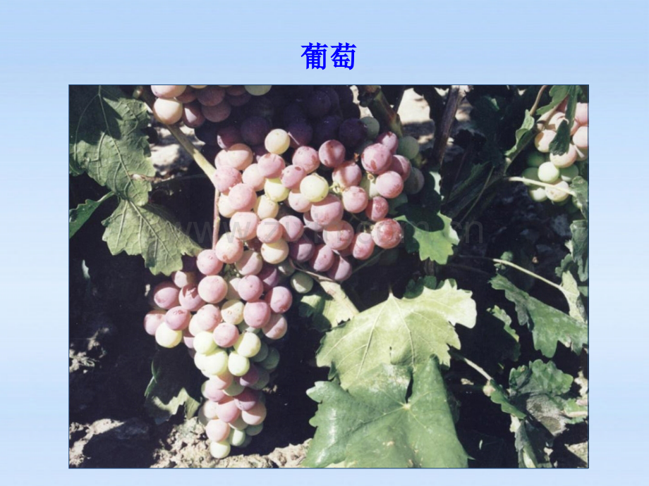 七年级历史上册汉通西域和丝绸之路人教新课标版.pptx_第2页