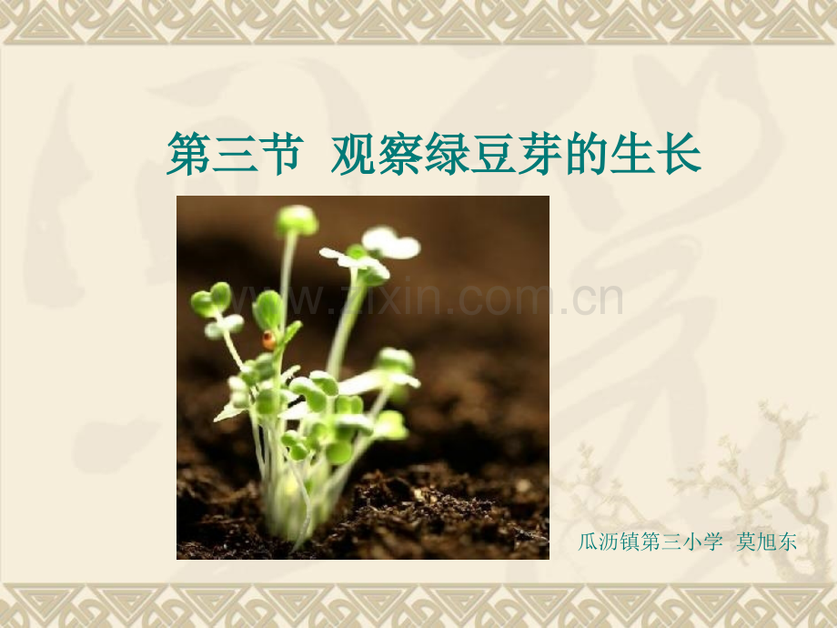 五年级科学上册观察绿豆芽生长.pptx_第1页