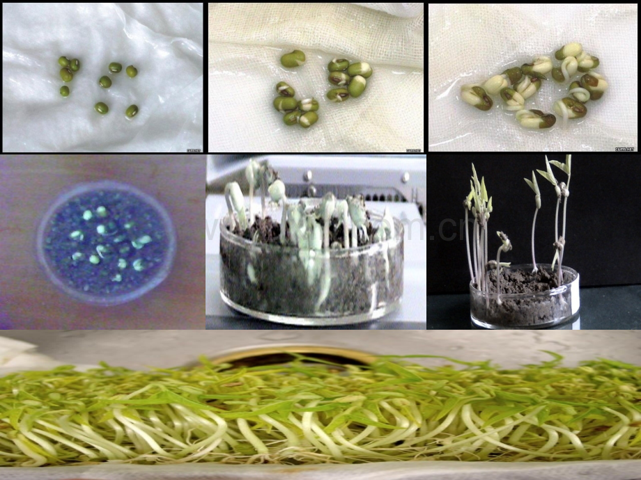五年级科学上册观察绿豆芽生长.pptx_第2页