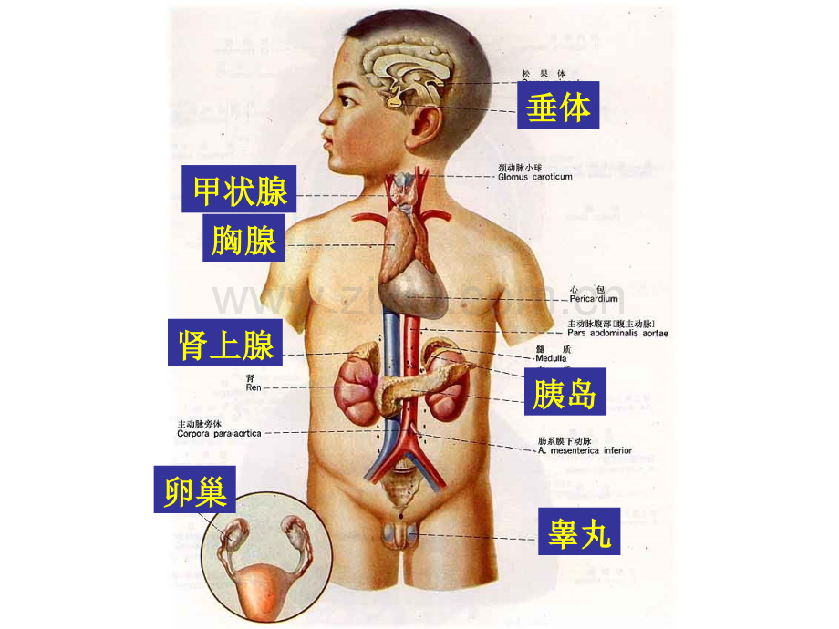 人教版教学云南省弥勒县庆来中学2011生物必修3-人和高等动物的体液调节.pptx_第2页